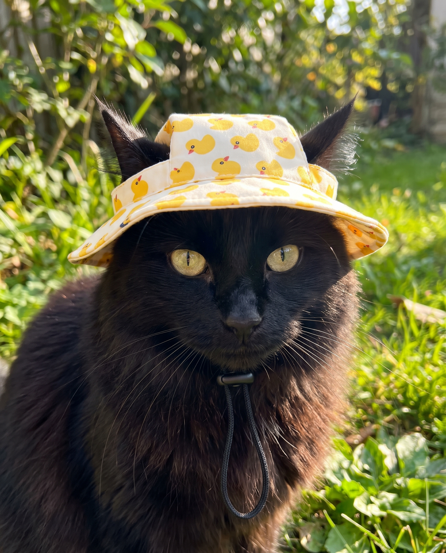 FloatiePaws Hat
