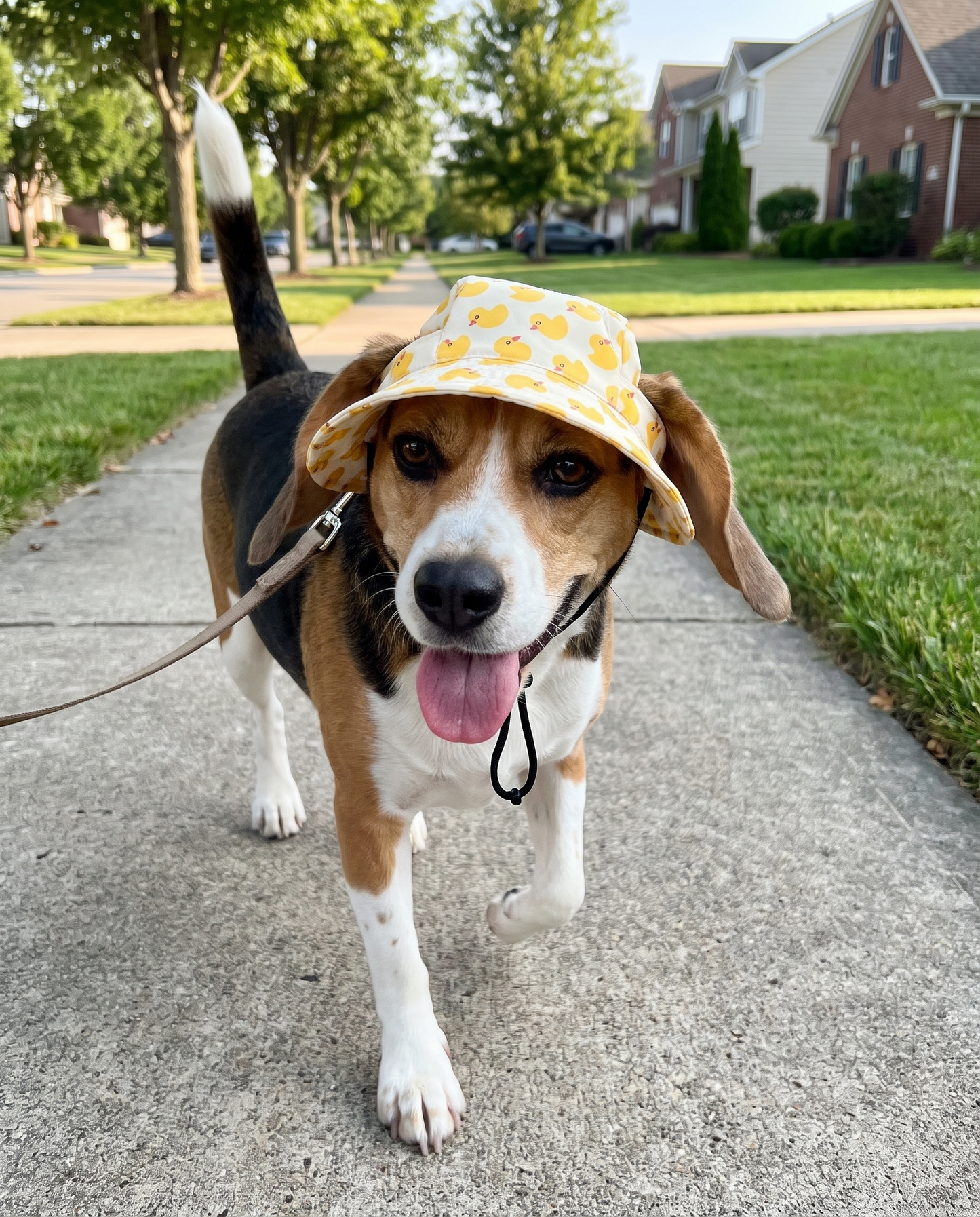 FloatiePaws Hat